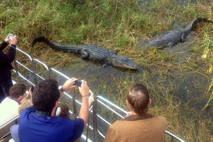 Experience the stunning wildlife of the Florida Everglades up close with opportunities to snap incredible photos of alligators and immerse yourself in the serene beauty of nature.